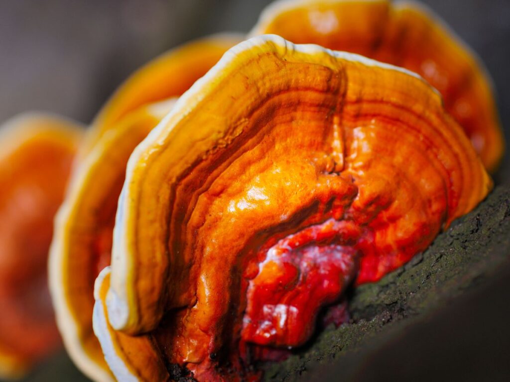 Imagem do Ganoderma lucidum na natureza. Ele pode ser usado para auxiliar na prevenção e tratamento de doenças no fígado - Biodose